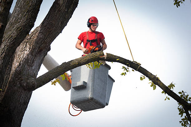 The Steps Involved in Our Tree Care Process in Dimondale, MI